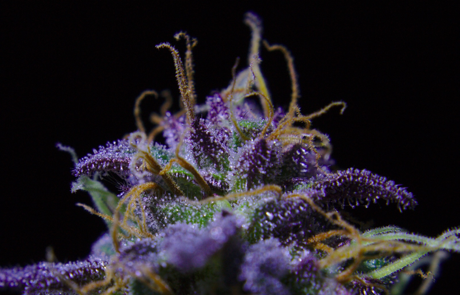 Weedporn-Photocontest Mai 2020 — Contest-Cover