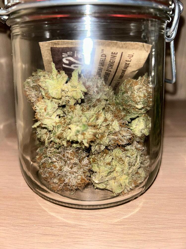 2 neue Ladys ziehen ein, Spaß für die ganze WG! Der erste Grow-Versuch mit 1x Critical Kush und 1x LSD (Hilfe ist gerne gesehen)