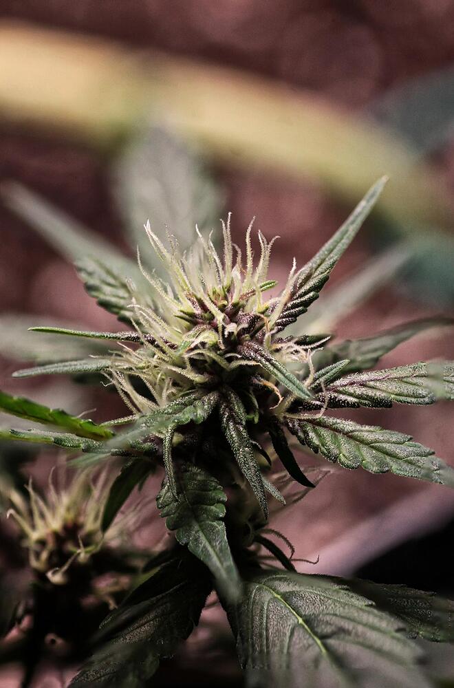 Purple Mazar Produktfoto