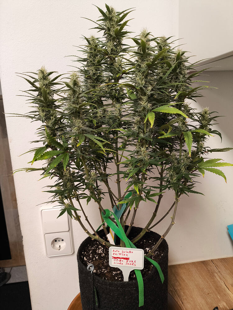Auto Gelato Skittlez Produktfoto