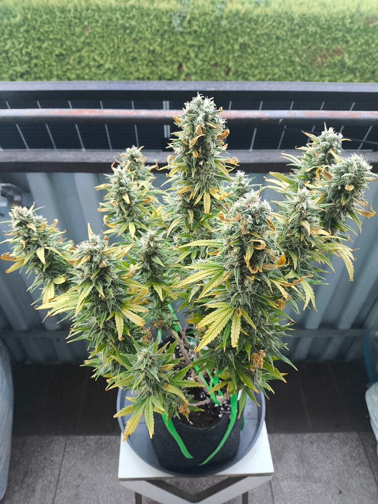 Low Budget grow in der Zimmerecke 1x Auto Gelato Skittlez