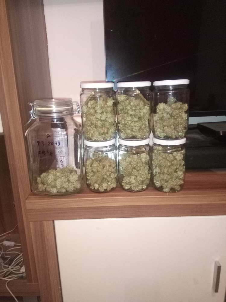 Indoor "Mendocino Skunk" grow