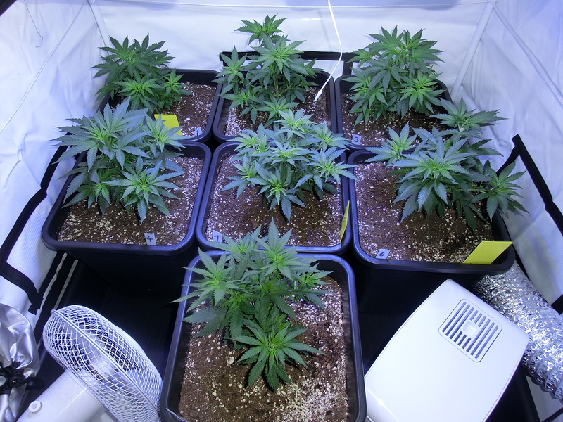 Mendocino Skunk Feminisiert (Paradise Seeds) Produktfoto