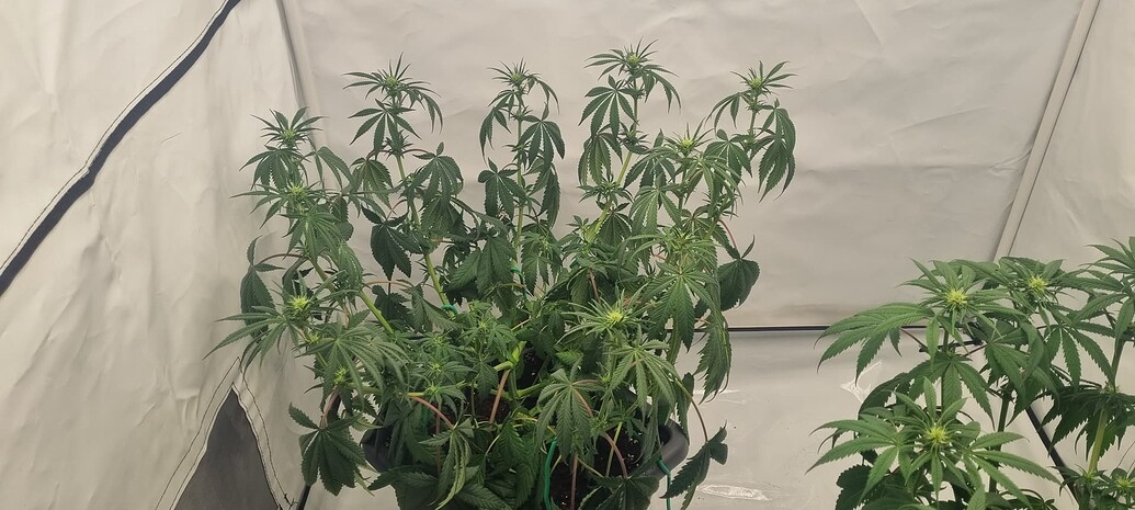 Amnesia Lemon Feminisiert (Barney's Farm) Produktfoto