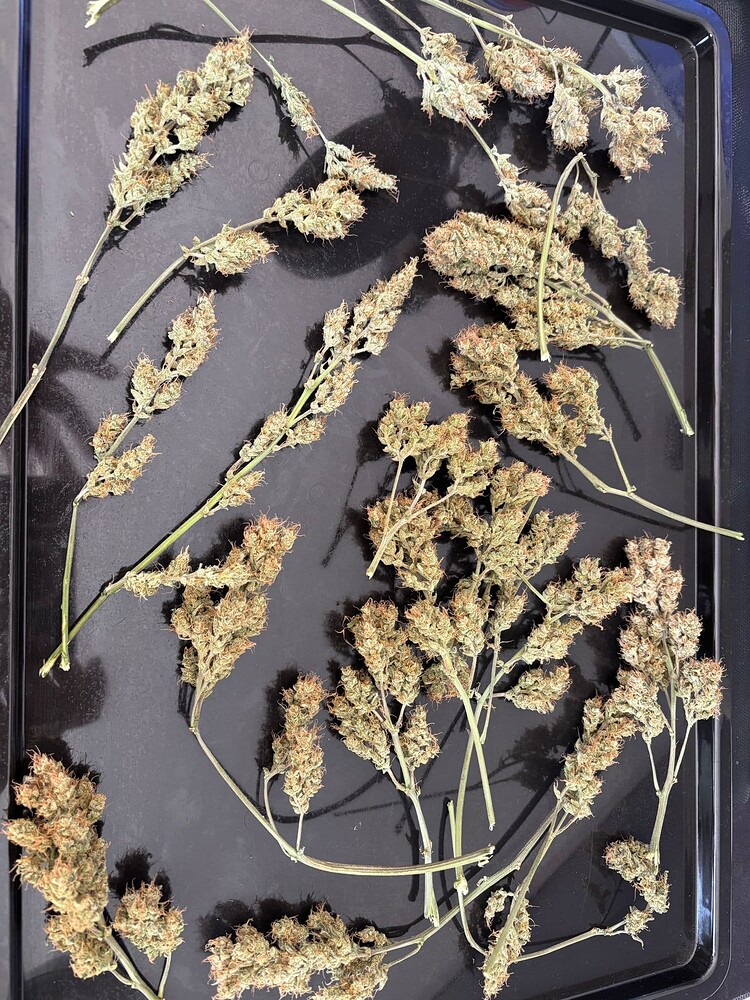 Royal Dwarf | First + Digitaler Grow (Indoor / Organisch, Automatic) / Medium Budget