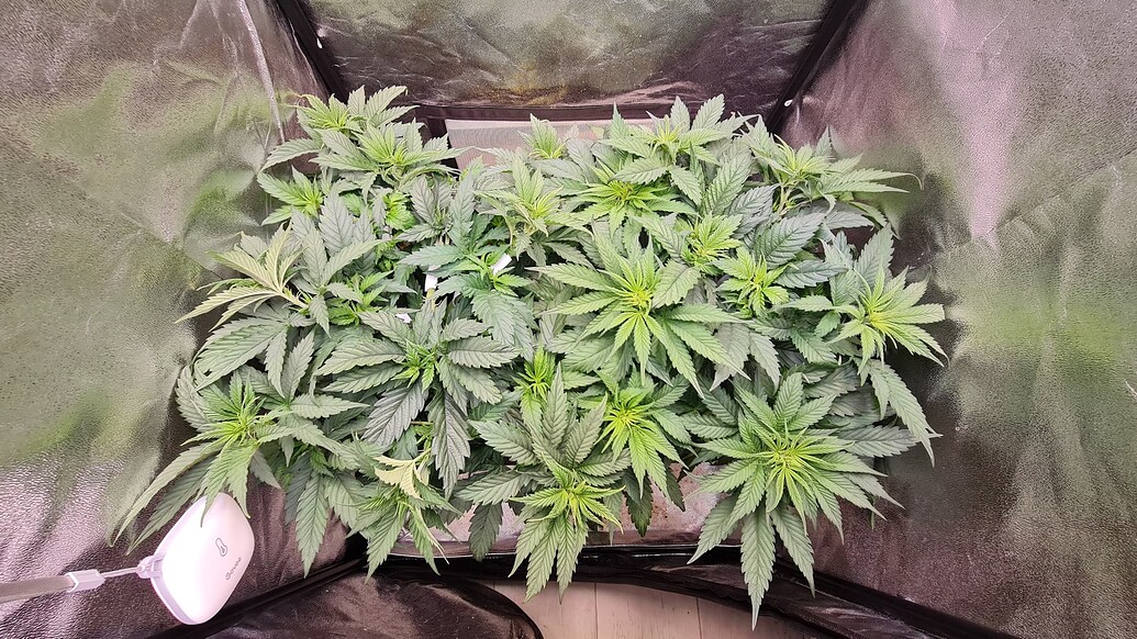 CBD Kush Feminisiert (Dutch Passion) Produktfoto
