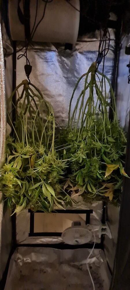 Erster interaktiver Growreport, 2ter Grow, 190W LED, CBD Kush