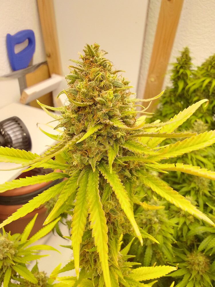 In Ketten gelegte Hybriden durch den Sommer;)