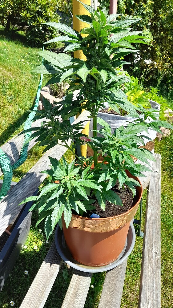 Blueberry XXL Produktfoto