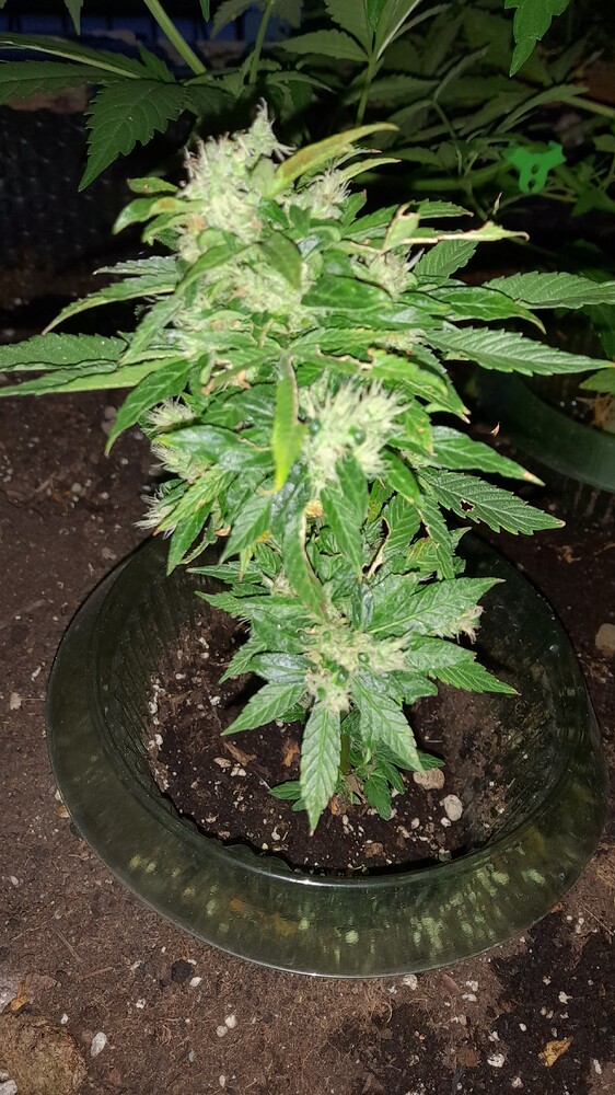 Auto Northern Bud Produktfoto