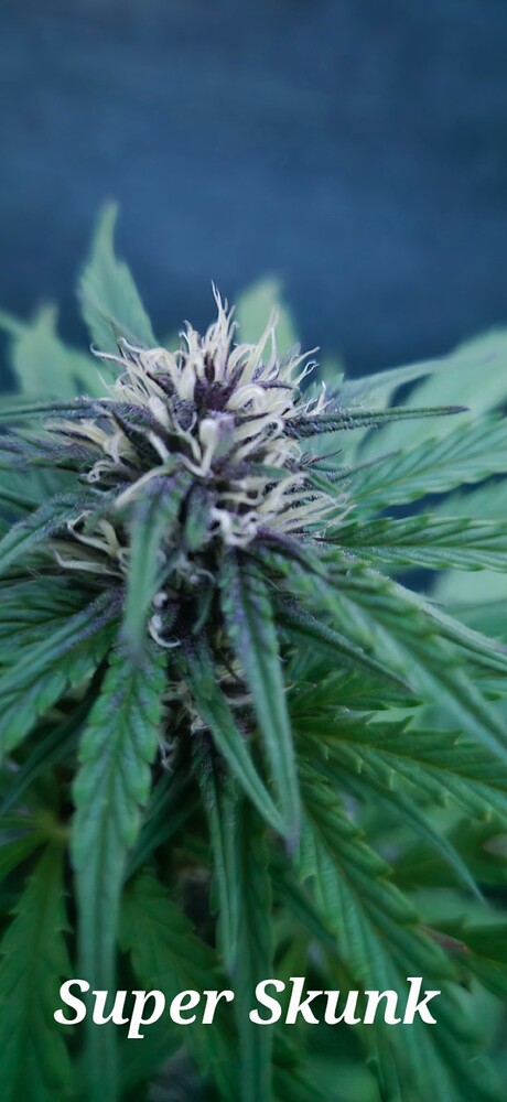 Super Skunk Auto (Sensi Seeds White Label) Produktfoto