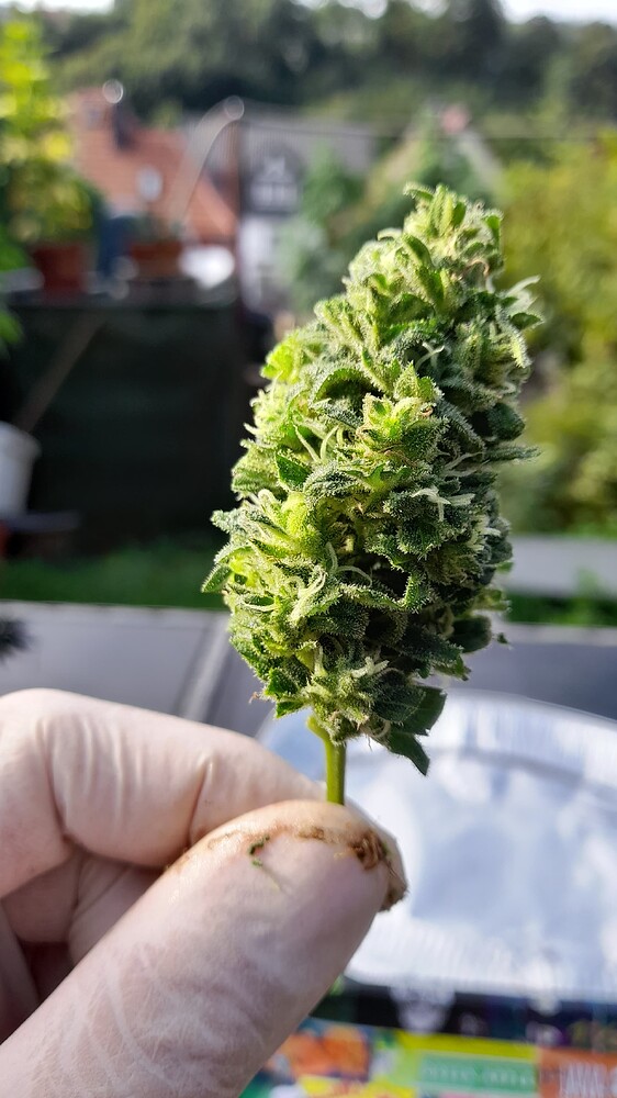 Strawberry Gum Produktfoto