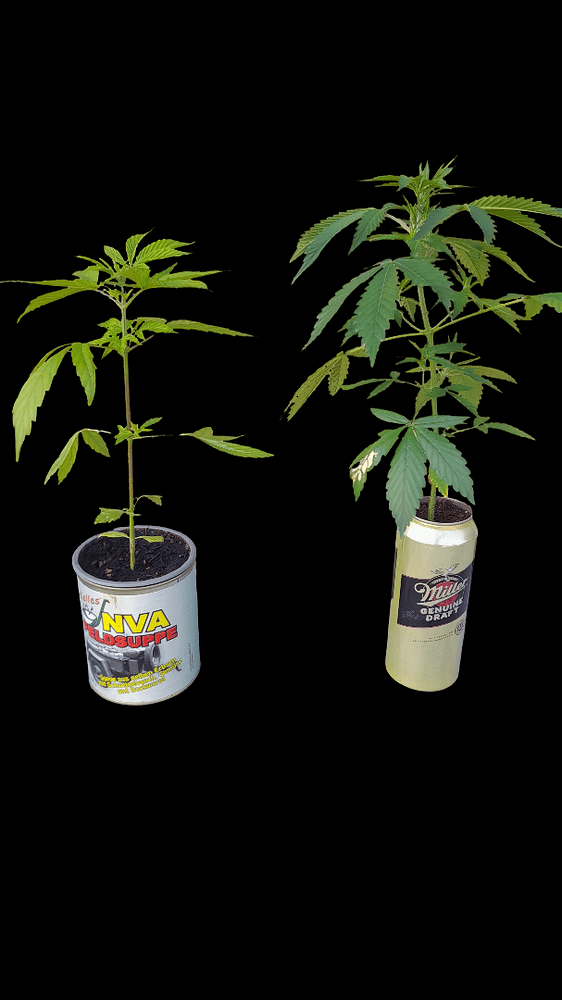 Glue Gelato Auto Produktfoto