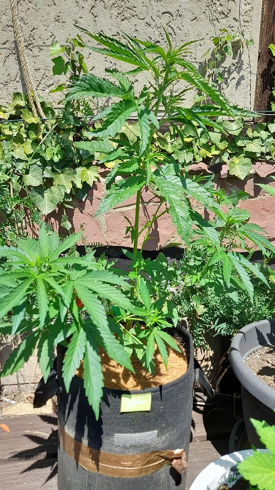 Northern Lights Auto Produktfoto