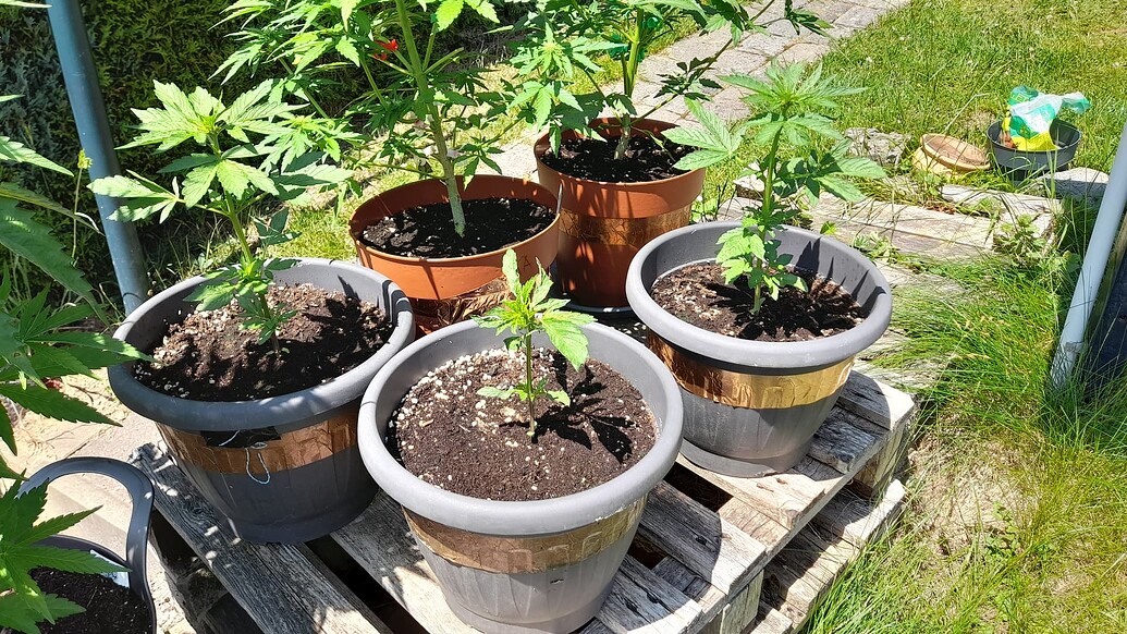Purple Mazar Auto Produktfoto