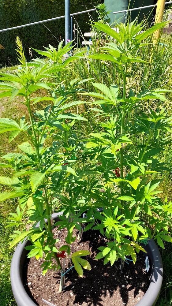 Sowahh Regulär (Karma Genetics) Produktfoto