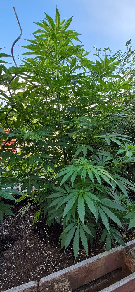 Purple Haze Auto Produktfoto