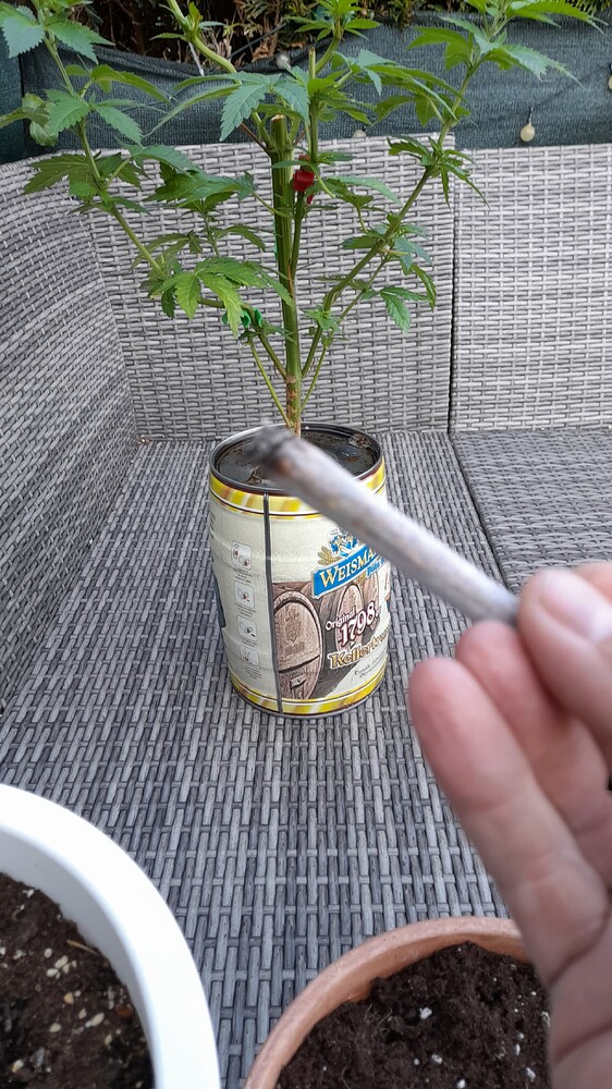 Auto Super Mazar (Victory Seeds) Produktfoto