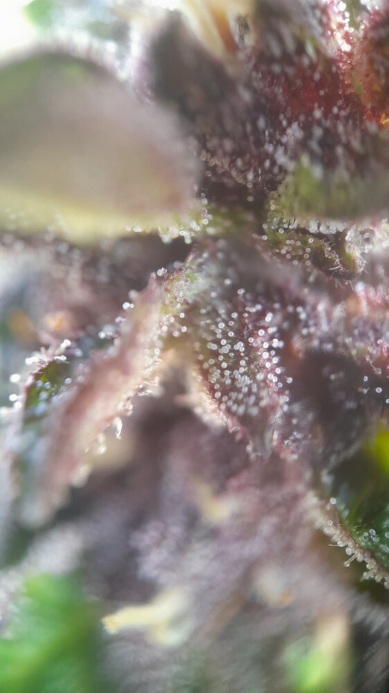 Auto Purple (Original Sensible Seeds) Produktfoto