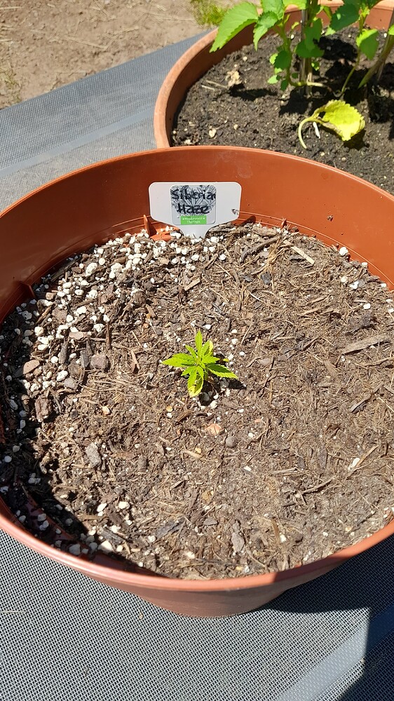 Siberian Haze Auto (Kalashnikov Seeds) Produktfoto