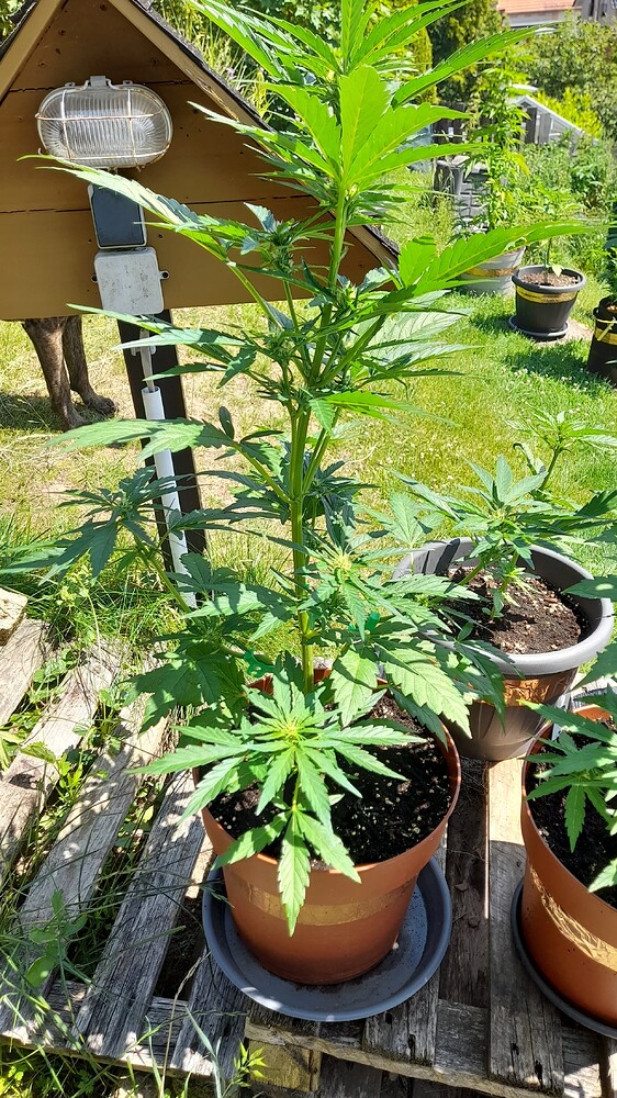 Auto Fat Blueberry Produktfoto