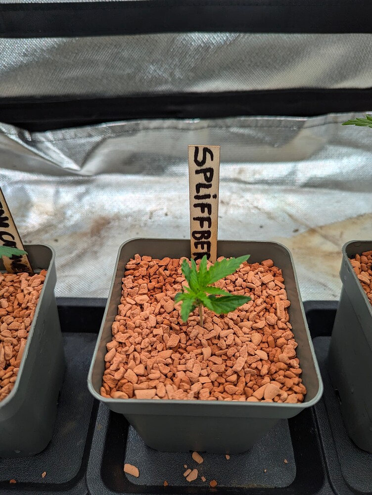 CBD Spliff Berry Produktfoto