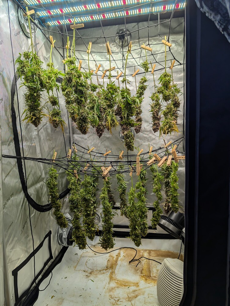 Erster Indoor-Grow mit CBD-reichen Sorten auf Sonnenerde