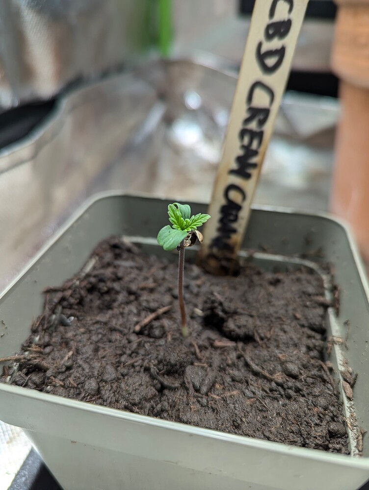 CBD Cream Caramel Produktfoto