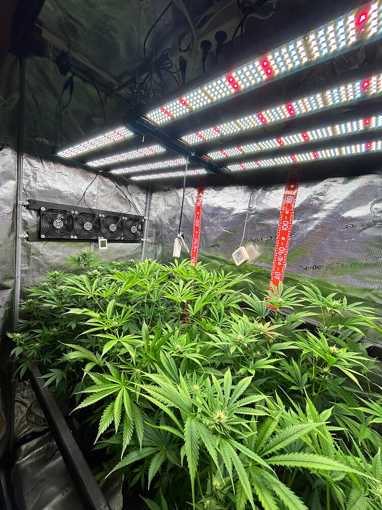 Cannabispflanzen in einem Growzelt unter einer LED-Lampe in der Blütephase.