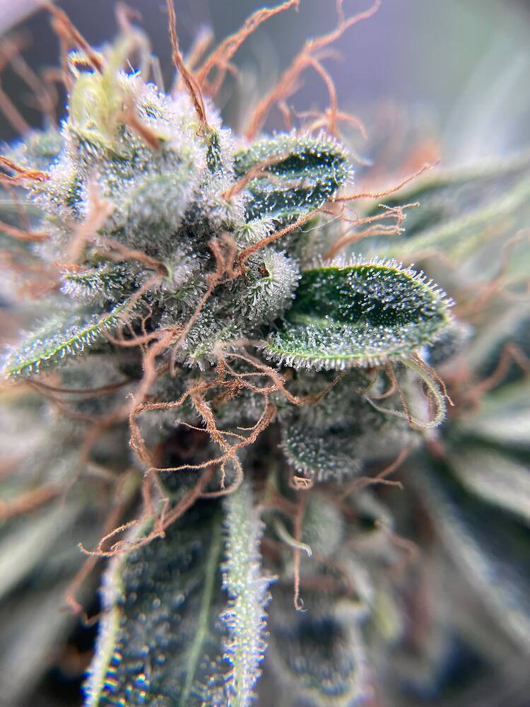 Nahaufnahme eines Cannabis-Buds mit deutlich sichtbaren Trichomen und orangefarbenen Stigmen.