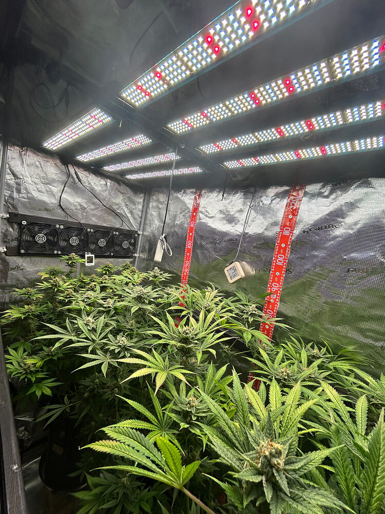 Blick in ein Growzelt mit drei blühenden Cannabispflanzen unter einer LED-Beleuchtung.
