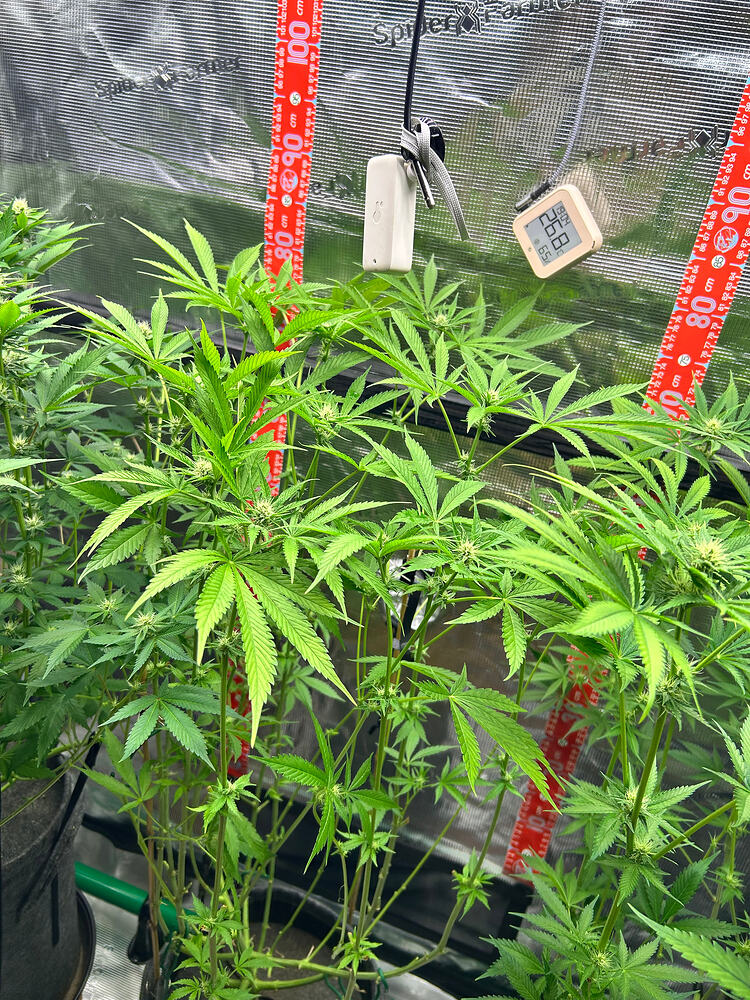 Cannabispflanzen in einem Growzelt mit Messgeräten und Skalenbändern.