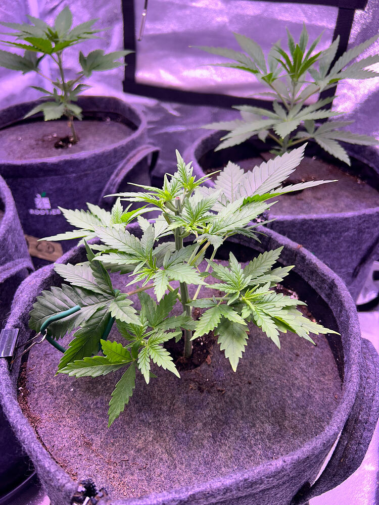 Drei junge Cannabispflanzen in Stofftöpfen in einem Growzelt.