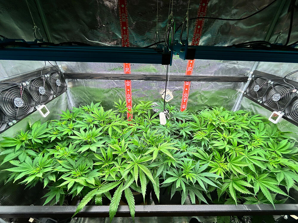 Blick in ein Growzelt mit mehreren Cannabis-Pflanzen in der Wachstumsphase, die unter LED-Lampen stehen.