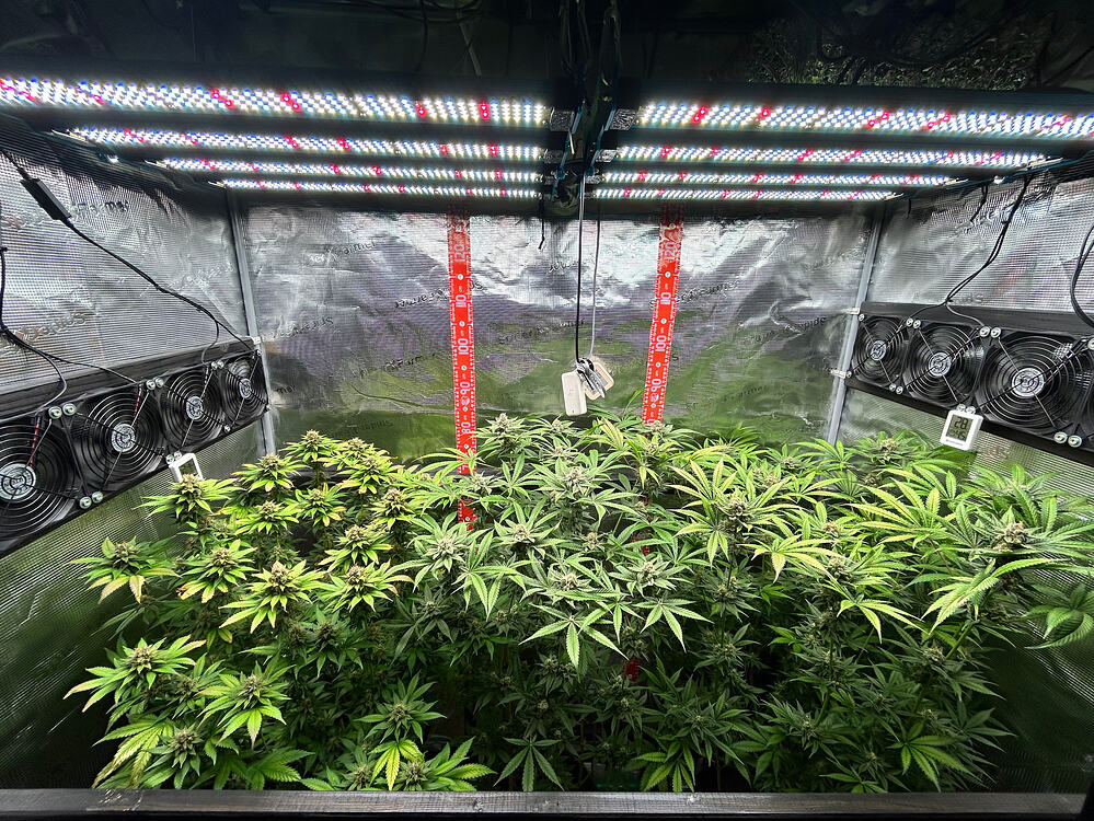 Innenansicht eines Grow-Zeltes mit drei Cannabis-Pflanzen unter LED-Beleuchtung.