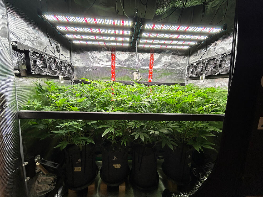 Blick in ein Growzelt mit vier Cannabis-Pflanzen in Stofftöpfen unter LED-Beleuchtung.