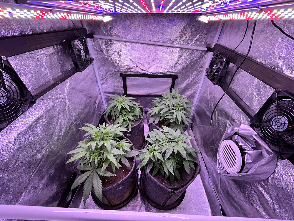 Vier junge Cannabispflanzen in Stofftöpfen in einem Growzelt mit LED-Beleuchtung und Ventilatoren.