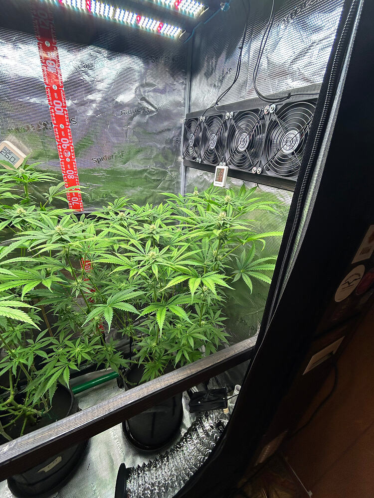 Blick in ein Growzelt mit drei Cannabis-Pflanzen in der Blütephase, beleuchtet durch LED-Panels, mit Lüftern an der Wand und einem Hygrometer.