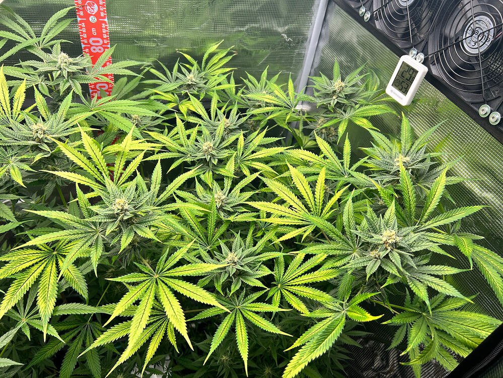 Cannabispflanze in der Blütephase in einem Growzelt mit Messskala und Hygrometer.