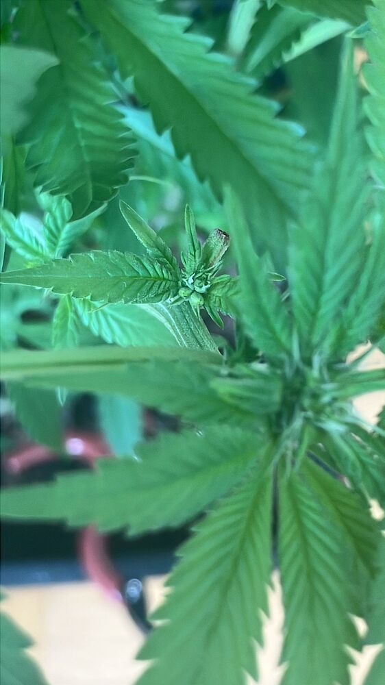 Nahaufnahme einer Cannabis-Pflanze in der Blütephase mit sichtbaren Blütenansätzen und Blättern.