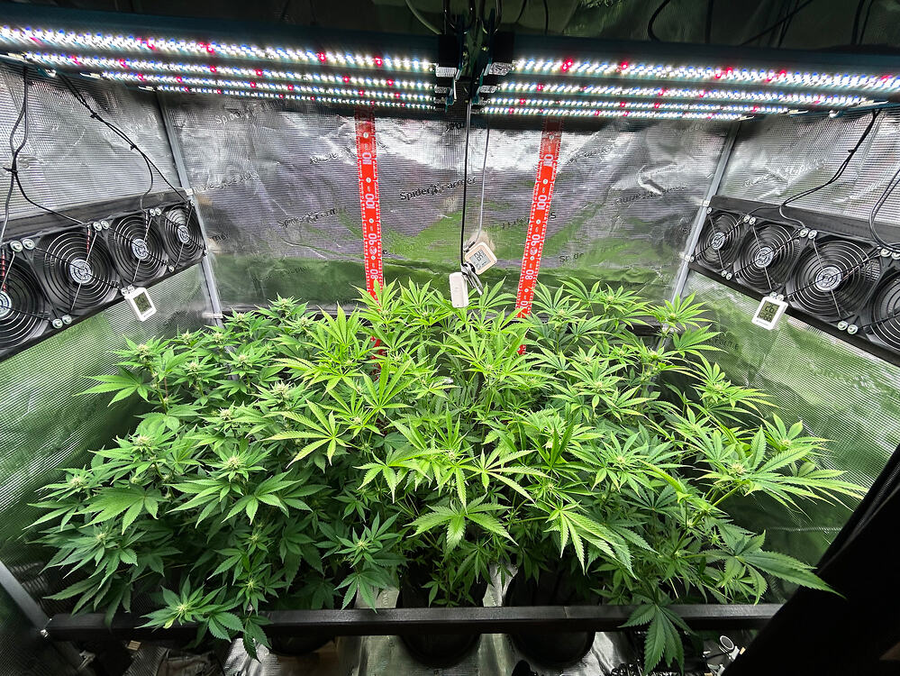 Innenansicht eines Grow-Zeltes mit vier Cannabis-Pflanzen in der Blütephase unter LED-Beleuchtung.