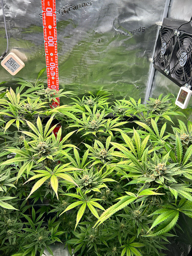 Drei Cannabis-Pflanzen in einem Growzelt in der späten Blütephase, umgeben von Messgeräten und einem vertikalen Maßband.