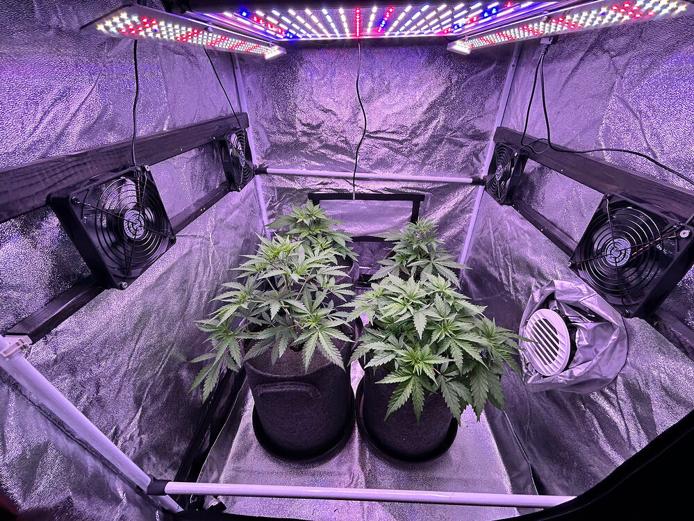 Vier Cannabis-Pflanzen in einem Growzelt unter LED-Beleuchtung.