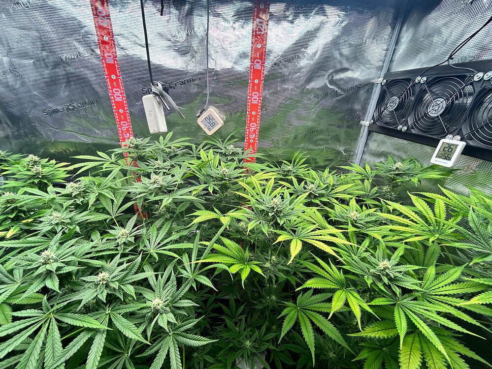 Blick in ein Growzelt mit mehreren blühenden Cannabispflanzen, die unter LED-Licht wachsen, inklusive Messgeräten für Temperatur und Luftfeuchtigkeit.