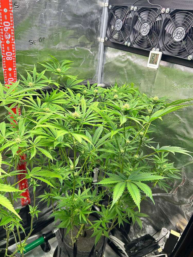 Eine Cannabis-Pflanze in einem Grow-Zelt während der Blütephase, mit einem Messstab an der Seite und Lüftern oben.