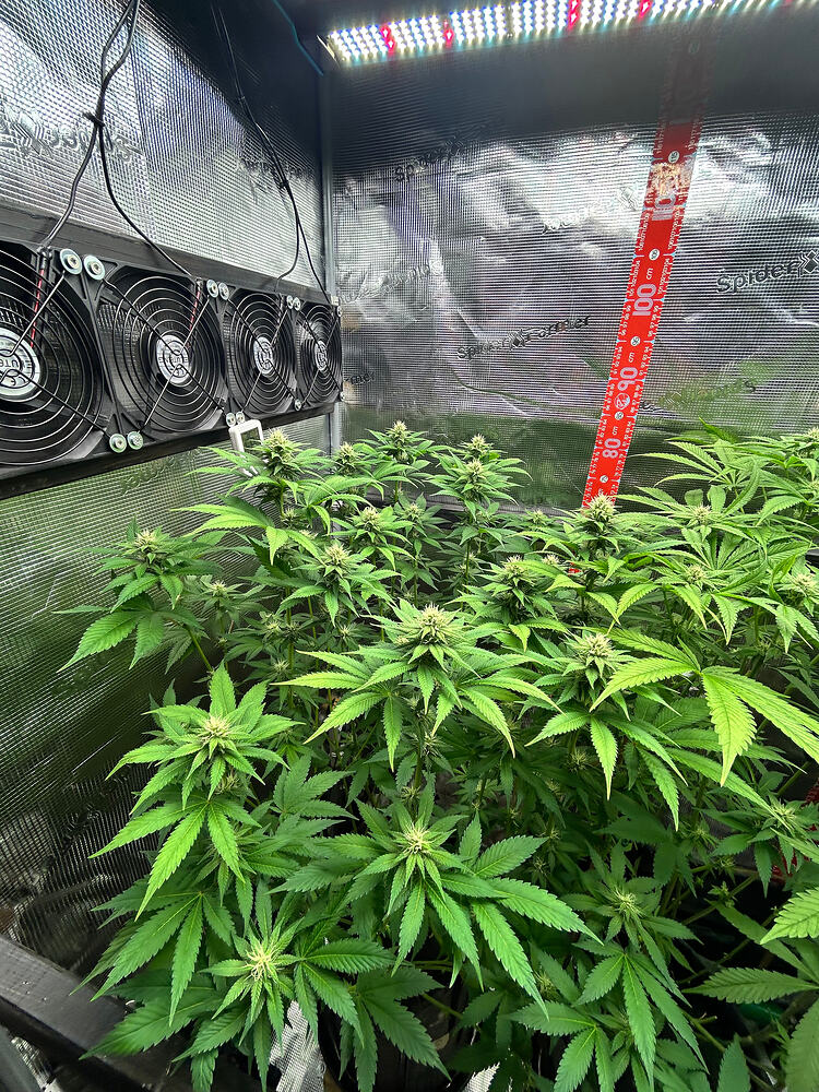Drei Cannabis-Pflanzen in einem Growzelt in der frühen Blütephase, beleuchtet durch eine LED-Lampe, mit einem Lüfter an der Wand und einem Messstab.