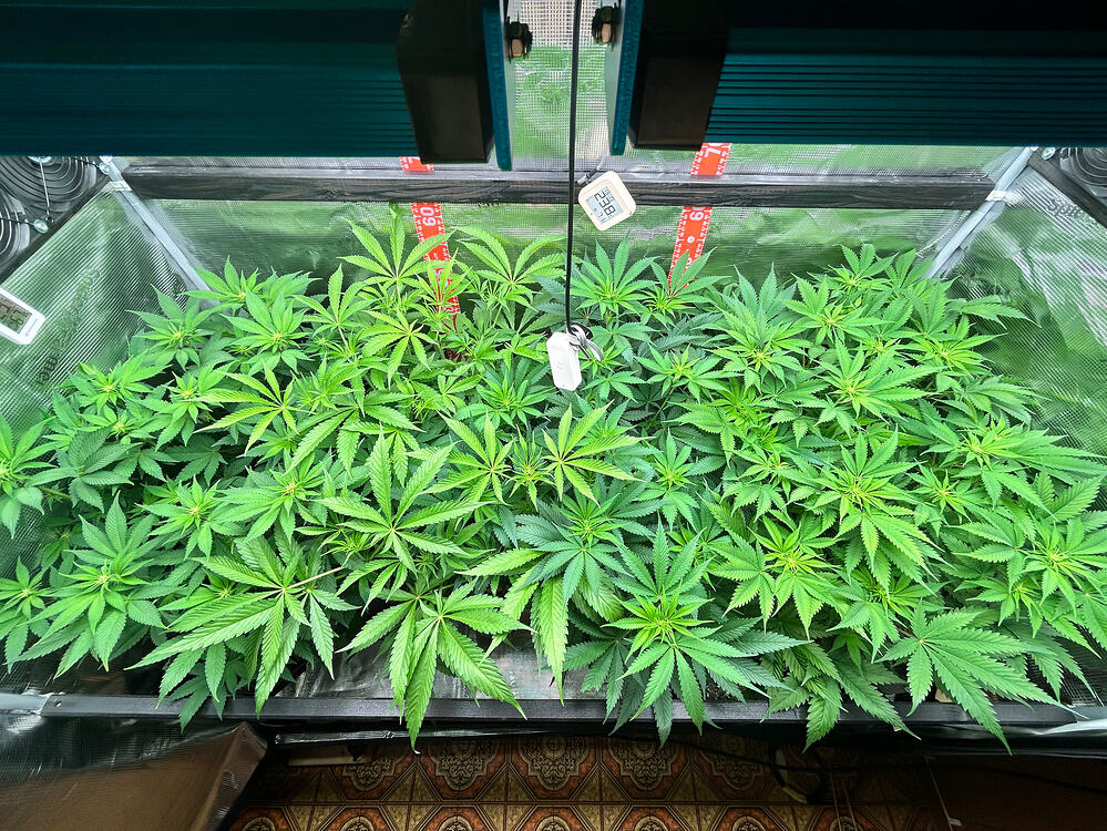 Draufsicht auf ein Cannabis-Growzelt mit mehreren vitalen Pflanzen unter LED-Beleuchtung.