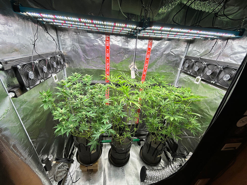 Drei Cannabis-Pflanzen in einem Growzelt unter einer LED-Lampe, die Pflanzen wurden gerade entlaubt.