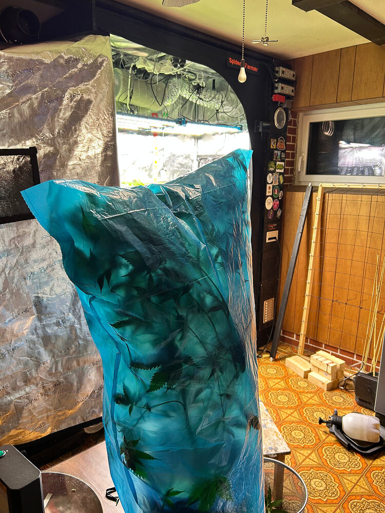 Eine geerntete Cannabispflanze, die in einer blauen Plastiktüte verpackt ist, steht vor einem Growzelt.