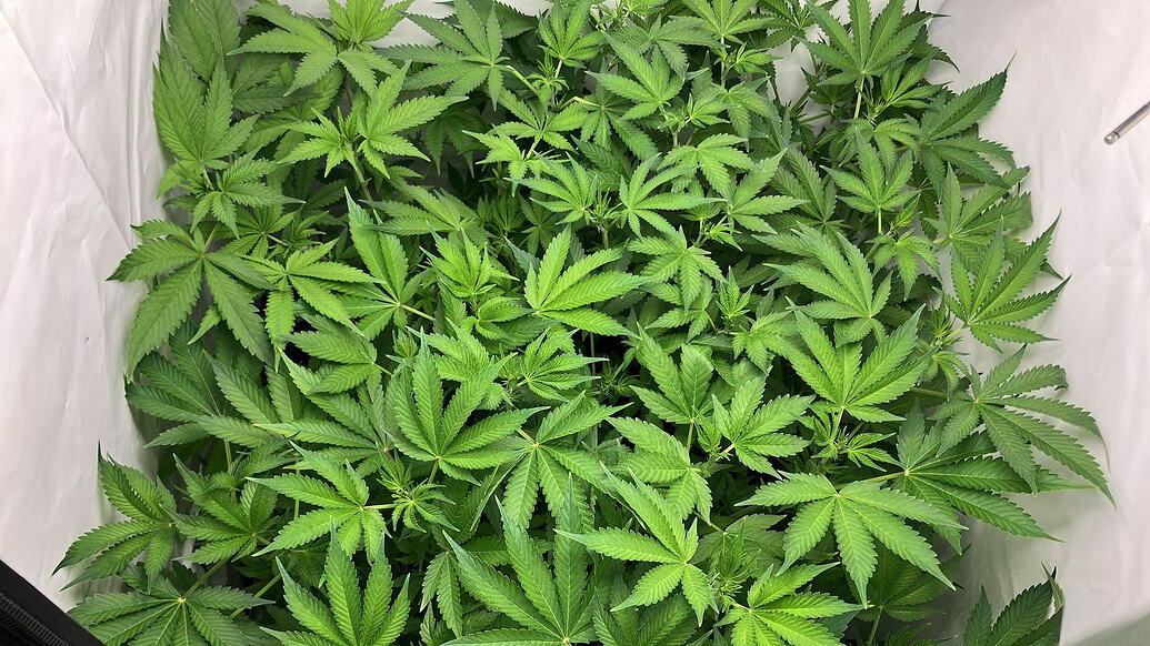 Draufsicht auf ein dichtes Blätterdach von Cannabis-Pflanzen in einem Growzelt.